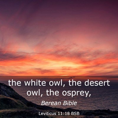 Picture 03 - Leviticus 11:18 BSB - the white owl, the desert owl, the - Bible Verse Picture