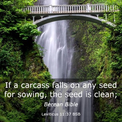Picture 03 - Leviticus 11:37 BSB - If a carcass falls on any seed for sowing, the - Bible Verse Picture
