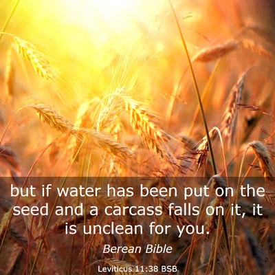 Picture 03 - Leviticus 11:38 BSB - but if water has been put on the seed and a - Bible Verse Picture