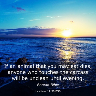 Picture 03 - Leviticus 11:39 BSB - If an animal that you may eat dies, anyone who - Bible Verse Picture