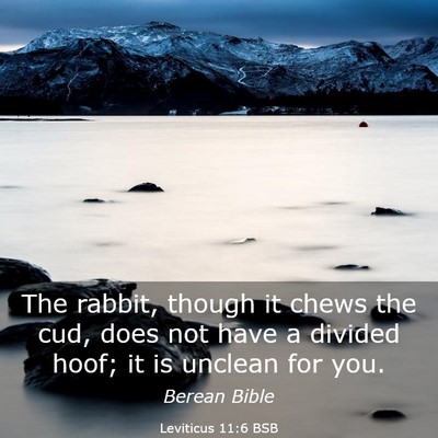Picture 03 - Leviticus 11:6 BSB - The rabbit, though it chews the cud, does not - Bible Verse Picture