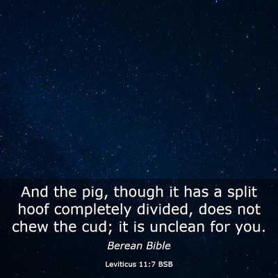 Picture 03 - Leviticus 11:7 BSB - And the pig, though it has a split hoof - Bible Verse Picture