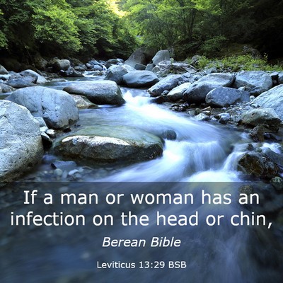 Picture 03 - Leviticus 13:29 BSB - If a man or woman has an infection on the head or - Bible Verse Picture