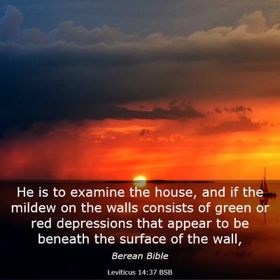 Picture 03 - Leviticus 14:37 BSB - He is to examine the house, and if the mildew on - Bible Verse Picture