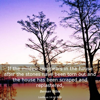 Picture 03 - Leviticus 14:43 BSB - If the mildew reappears in the house after the - Bible Verse Picture
