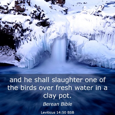 Picture 03 - Leviticus 14:50 BSB - and he shall slaughter one of the birds over - Bible Verse Picture