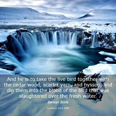 Picture 03 - Leviticus 14:6 BSB - And he is to take the live bird together with the - Bible Verse Picture