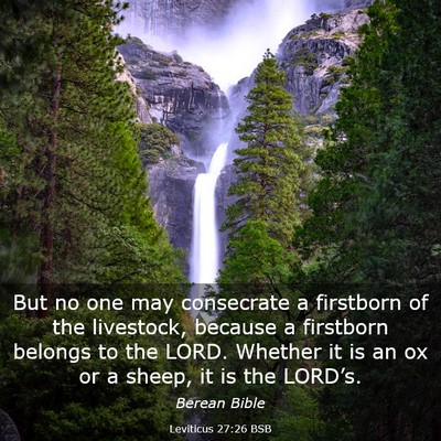 Picture 03 - Leviticus 27:26 BSB - But no one may consecrate a firstborn of the - Bible Verse Picture