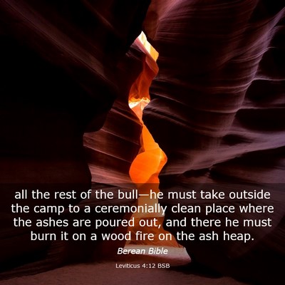 Picture 03 - Leviticus 4:12 BSB - all the rest of the bull—he must take outside - Bible Verse Picture
