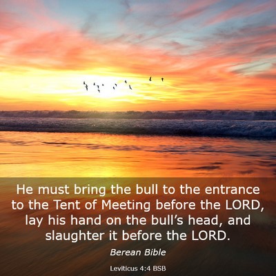 Picture 03 - Leviticus 4:4 BSB - He must bring the bull to the entrance to the - Bible Verse Picture