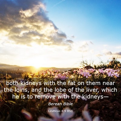 Picture 03 - Leviticus 4:9 BSB - both kidneys with the fat on them near the loins, - Bible Verse Picture