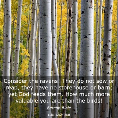 Picture 03 - Luke 12:24 BSB - Consider the ravens: They do not sow or reap, - Bible Verse Picture