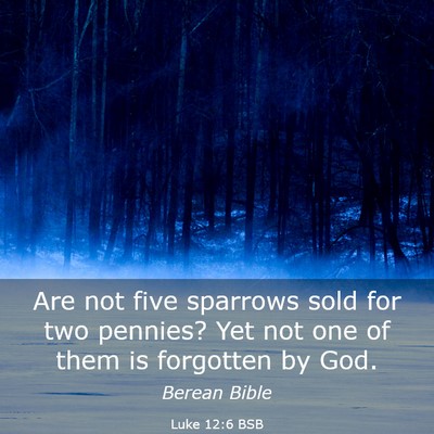 Picture 03 - Luke 12:6 BSB - Are not five sparrows sold for two pennies? Yet - Bible Verse Picture