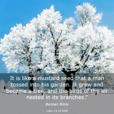 Picture 03 - Luke 13:19 BSB - It is like a mustard seed that a man tossed into - Bible Verse Picture