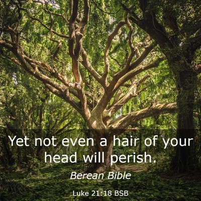 Picture 03 - Luke 21:18 BSB - Yet not even a hair of your head will - Bible Verse Picture