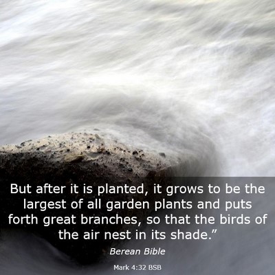 Picture 03 - Mark 4:32 BSB - But after it is planted, it grows to be the - Bible Verse Picture