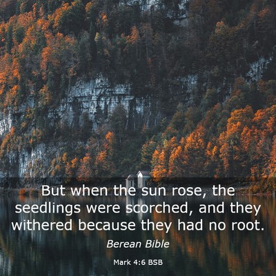 Picture 03 - Mark 4:6 BSB - But when the sun rose, the seedlings were - Bible Verse Picture