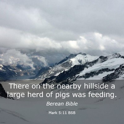 Picture 03 - Mark 5:11 BSB - There on the nearby hillside a large herd of pigs - Bible Verse Picture