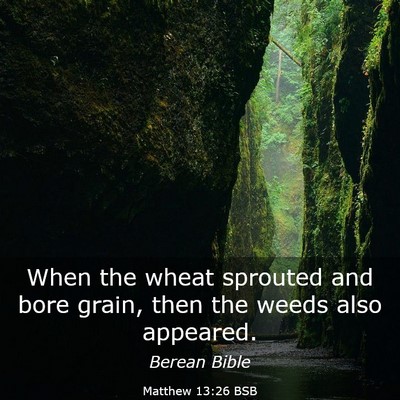 Picture 03 - Matthew 13:26 BSB - When the wheat sprouted and bore grain, then the - Bible Verse Picture