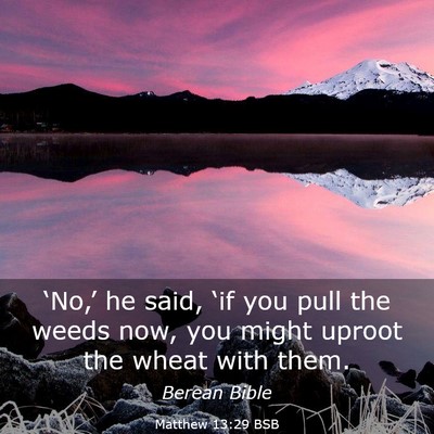 Picture 03 - Matthew 13:29 BSB - ‘No,’ he said, ‘if you pull the weeds now, - Bible Verse Picture