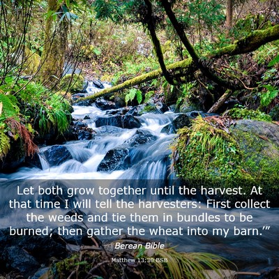 Picture 03 - Matthew 13:30 BSB - Let both grow together until the harvest. At that - Bible Verse Picture