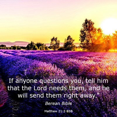 Picture 03 - Matthew 21:3 BSB - If anyone questions you, tell him that the Lord - Bible Verse Picture