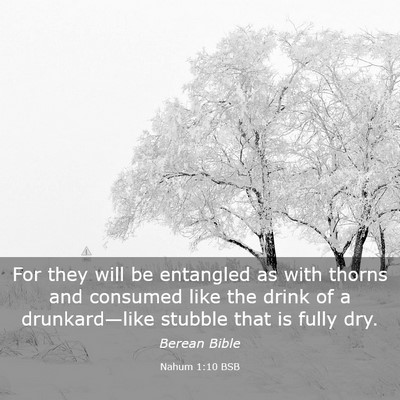 Picture 03 - Nahum 1:10 BSB - For they will be entangled as with thorns and - Bible Verse Picture
