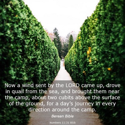 Picture 03 - Numbers 11:31 BSB - Now a wind sent by the LORD came up, drove in - Bible Verse Picture