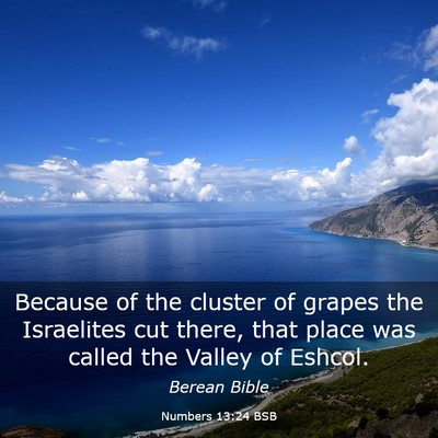 Picture 03 - Numbers 13:24 BSB - Because of the cluster of grapes the Israelites - Bible Verse Picture