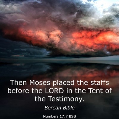 Picture 03 - Numbers 17:7 BSB - Then Moses placed the staffs before the LORD in - Bible Verse Picture