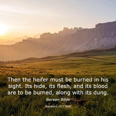 Picture 03 - Numbers 19:5 BSB - Then the heifer must be burned in his sight. Its - Bible Verse Picture