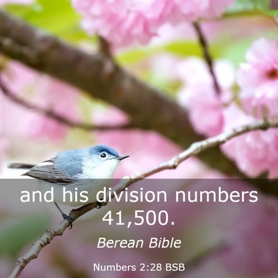 Picture 03 - Numbers 2:28 BSB - and his division numbers - Bible Verse Picture