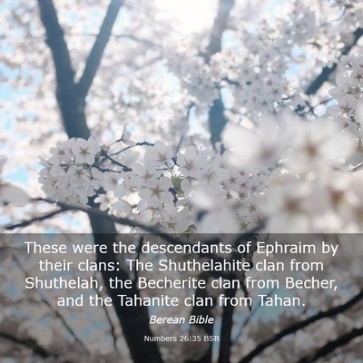 Picture 03 - Numbers 26:35 BSB - These were the descendants of Ephraim by their - Bible Verse Picture