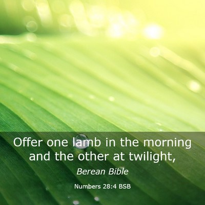 Picture 03 - Numbers 28:4 BSB - Offer one lamb in the morning and the other at - Bible Verse Picture