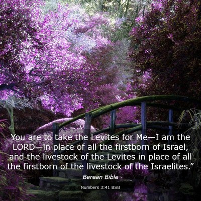 Picture 03 - Numbers 3:41 BSB - You are to take the Levites for Me—I am the - Bible Verse Picture