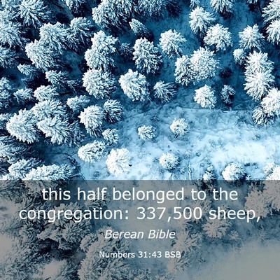 Picture 03 - Numbers 31:43 BSB - this half belonged to the congregation: 337,500 - Bible Verse Picture