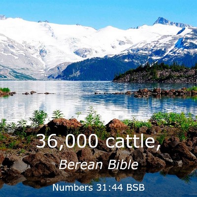 Picture 03 - Numbers 31:44 BSB - 36,000 - Bible Verse Picture