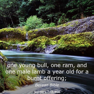 Picture 03 - Numbers 7:15 BSB - one young bull, one ram, and one male lamb a year - Bible Verse Picture