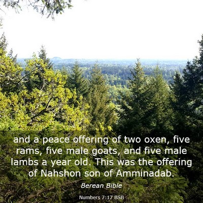 Picture 03 - Numbers 7:17 BSB - and a peace offering of two oxen, five rams, five - Bible Verse Picture