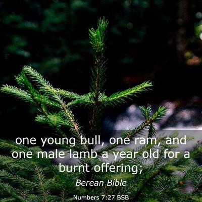 Picture 03 - Numbers 7:27 BSB - one young bull, one ram, and one male lamb a year - Bible Verse Picture