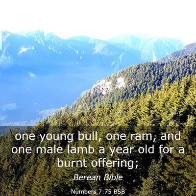 Picture 03 - Numbers 7:75 BSB - one young bull, one ram, and one male lamb a year - Bible Verse Picture