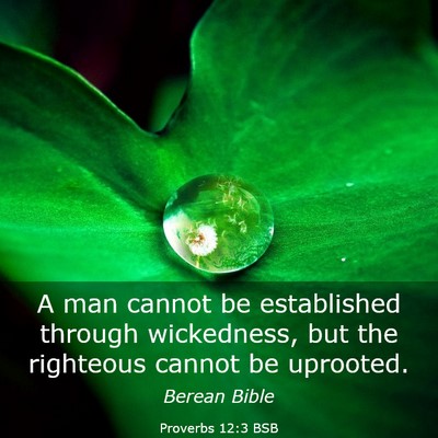 Picture 03 - Proverbs 12:3 BSB - A man cannot be established through wickedness, - Bible Verse Picture