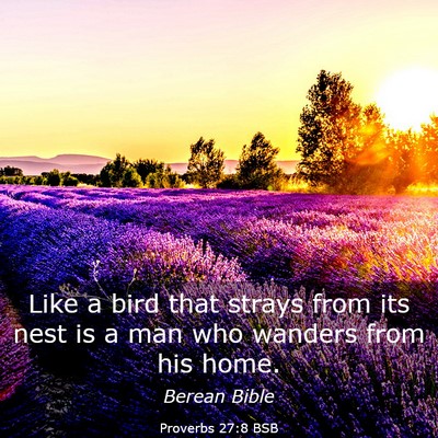 Picture 03 - Proverbs 27:8 BSB - Like a bird that strays from its nest is a man - Bible Verse Picture