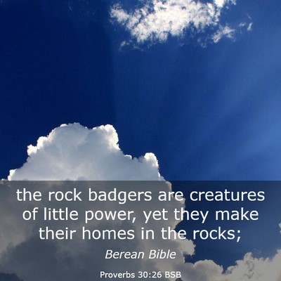 Picture 03 - Proverbs 30:26 BSB - the rock badgers are creatures of little power, - Bible Verse Picture