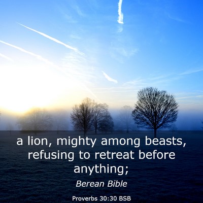 Picture 03 - Proverbs 30:30 BSB - a lion, mighty among beasts, refusing to retreat - Bible Verse Picture