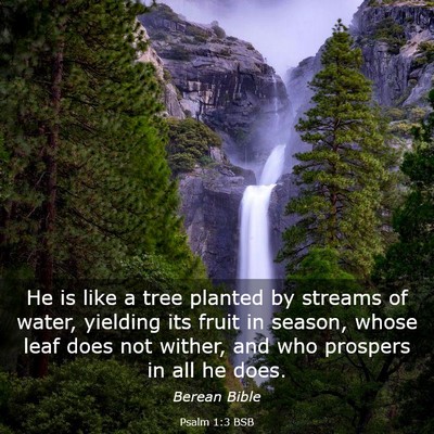 Picture 03 - Psalm 1:3 BSB - He is like a tree planted by streams of water, - Bible Verse Picture