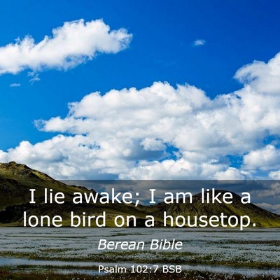 Picture 03 - Psalm 102:7 BSB - I lie awake; I am like a lone bird on a - Bible Verse Picture