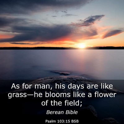 Picture 03 - Psalm 103:15 BSB - As for man, his days are like grass—he blooms - Bible Verse Picture
