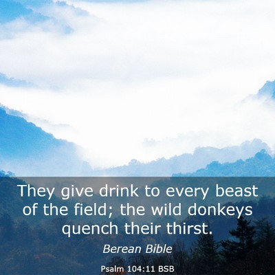 Picture 03 - Psalm 104:11 BSB - They give drink to every beast of the field; the - Bible Verse Picture