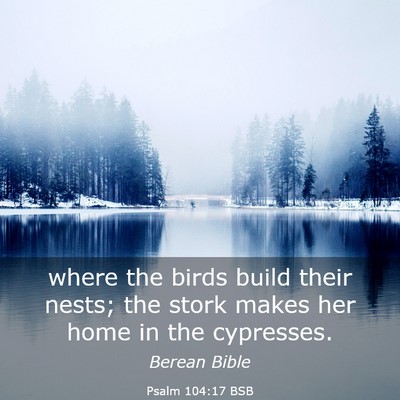Picture 03 - Psalm 104:17 BSB - where the birds build their nests; the stork - Bible Verse Picture